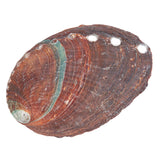 Abalone Shell (Local) 3.14+In