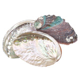 Abalone Shell (Local) 3.14+In