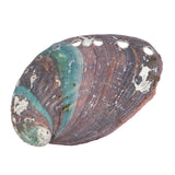 Abalone Shell (Local) 3.14+In