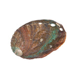 Abalone Shell (Local) 2.36+In