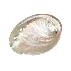 Abalone Shell (Local) 2.36+In