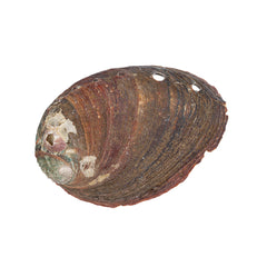 Abalone Shell (Local) 2.36+In