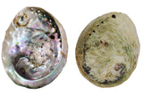 Abalone Shell (Midae) 4+In