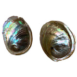 Abalone Shell (Opal) 4+In