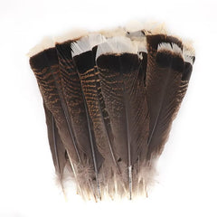 Wild Turkey Tail Feathers 10-12" Natural 5/pk