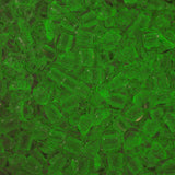 8/0 Toho Seed Beads #2710 Yellow Crystal / Bright Green 8-9g Vial