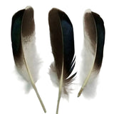 Mallard Duck Feathers 4-6" Natural 50/pk