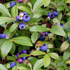 #151 Blueberries Green 100% Cotton - Price Per Half Yard