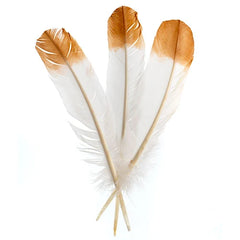 Turkey Feathers Brown "Eagle" 6/pk