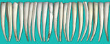 Printed Ribbon 2" Dentalium Teal - Per Yard