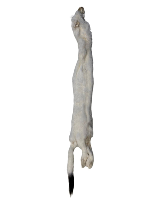 Ermine Fur Pelt 13"