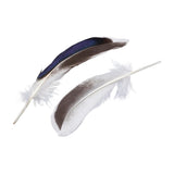 Mallard Duck Feathers 4-6" Natural 50/pk