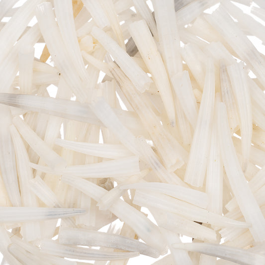 Small Ridged Dentalium Shells 1 oz