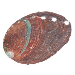 Abalone Shell (Local) 3.14+In