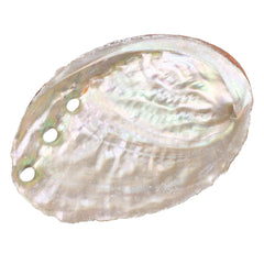 3-3 1/4" Abalone Shell