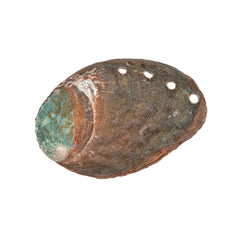 Abalone Shell (Local) 2.36+In