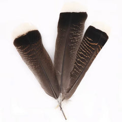 Wild Turkey Tail Feathers 10-12" Natural 5/pk