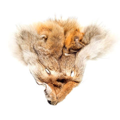 Coyote Scalp