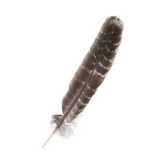 Turkey Feathers Barred 10-12" Natural 2/pk